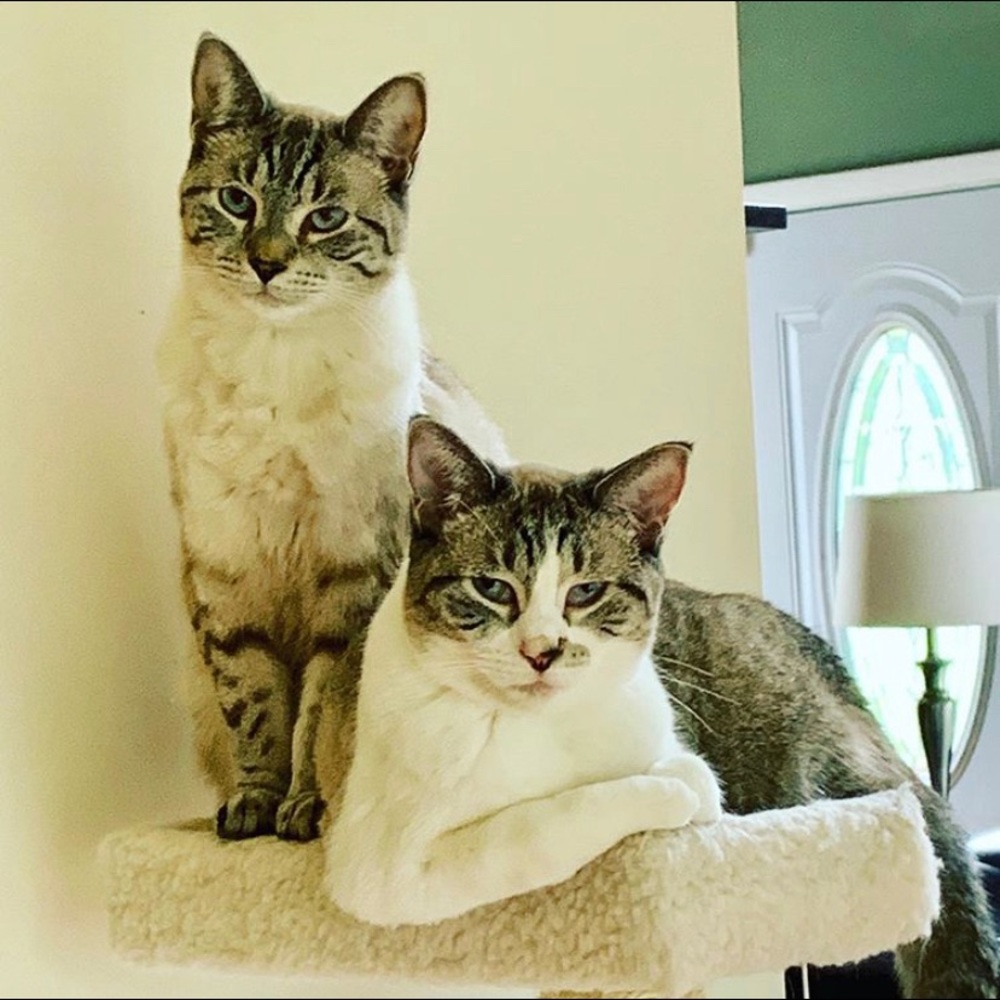 My twin fur babies 😻 Lily & Lulu 😻